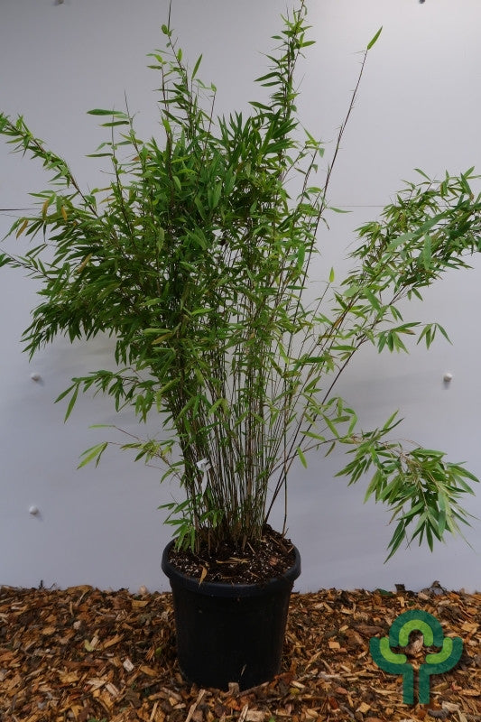 Bamboe (Fargesia) 'Winter Joy'