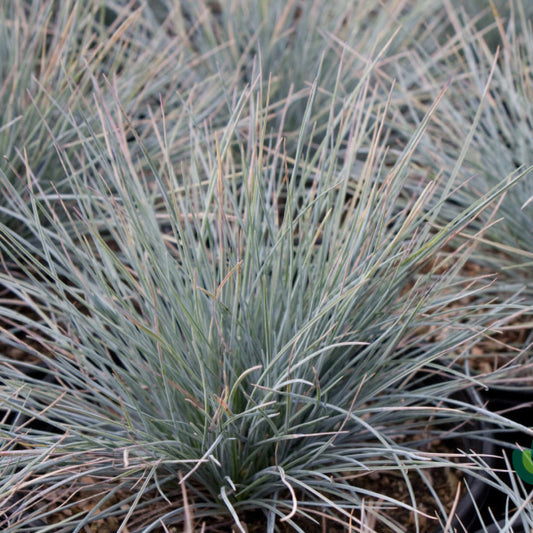 Schapengras (Festuca glauca) 'Elijah Blue'