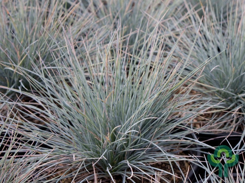 Schapengras (Festuca glauca) 'Elijah Blue'