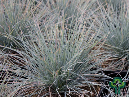 Schapengras (Festuca glauca) 'Elijah Blue'