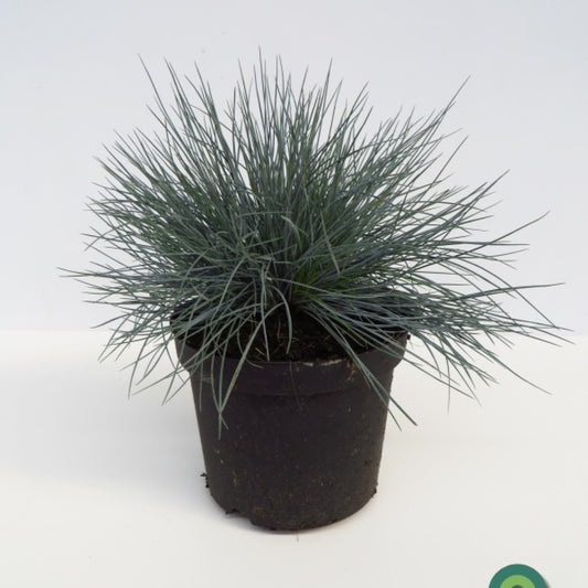 Schapengras (Festuca glauca) 'Intense Blue'