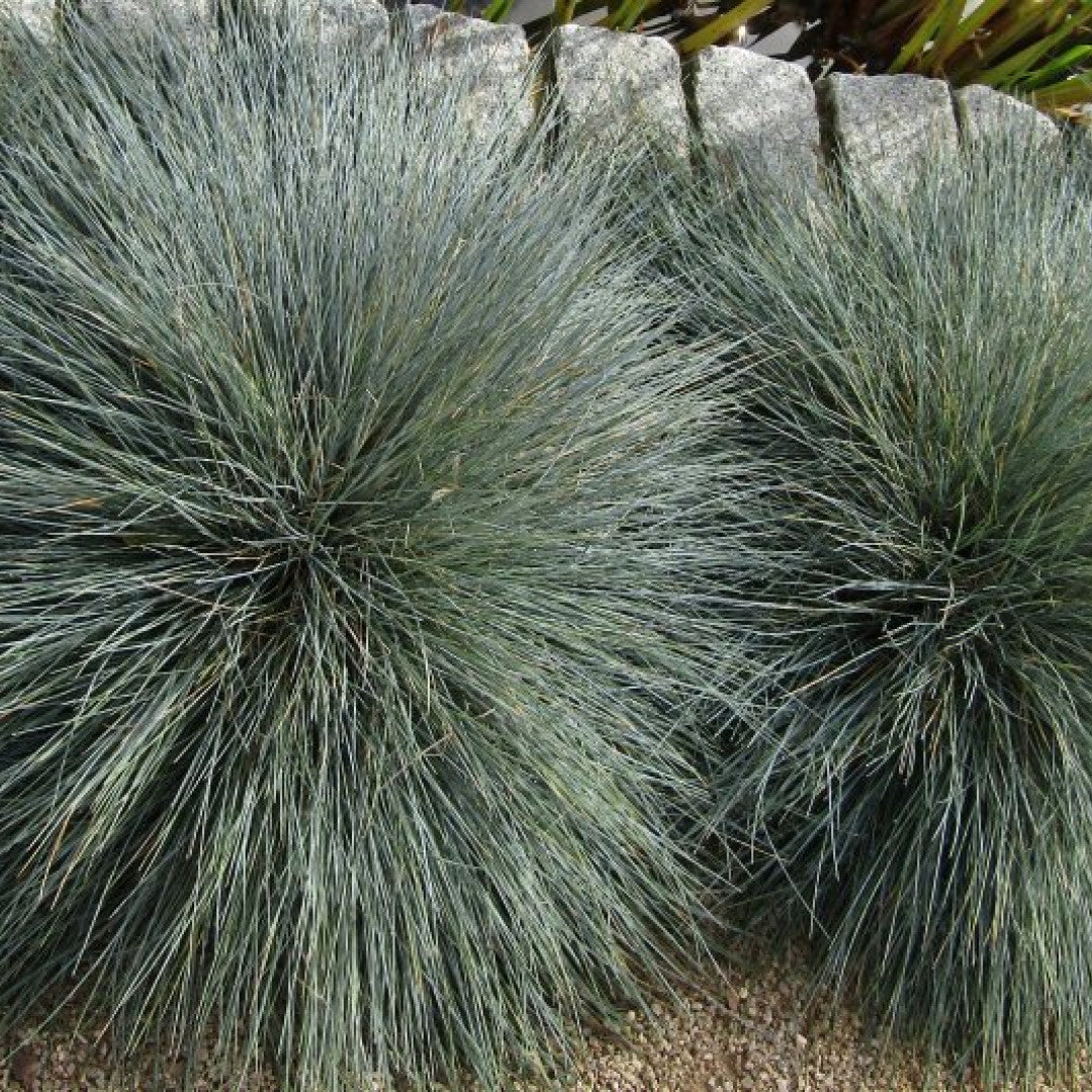 Schapengras (Festuca glauca)