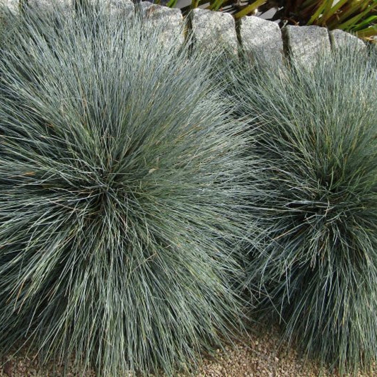 Schapengras (Festuca glauca)