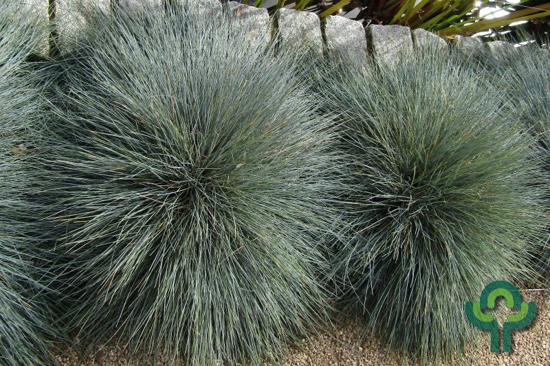 Schapengras (Festuca glauca)