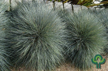Schapengras (Festuca glauca)