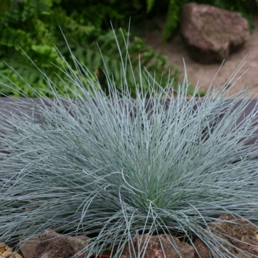 Schapengras (Festuca glauca) 'Intense Blue'