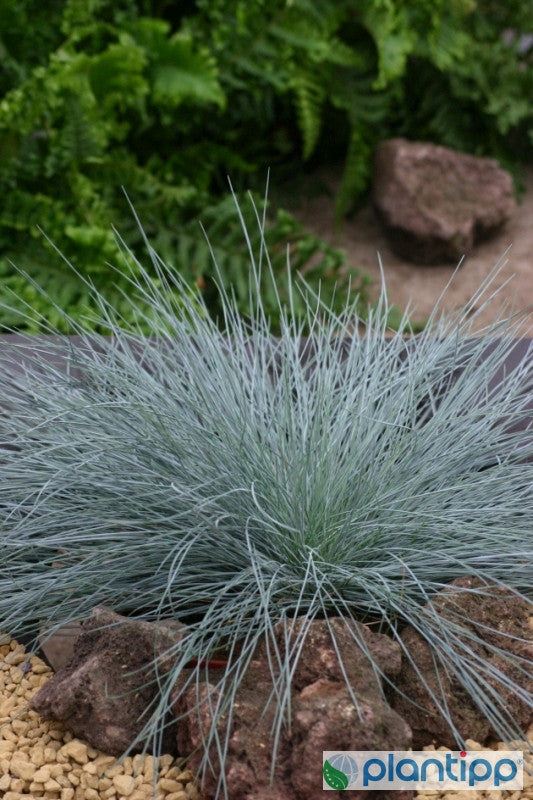 Schapengras (Festuca glauca) 'Intense Blue'