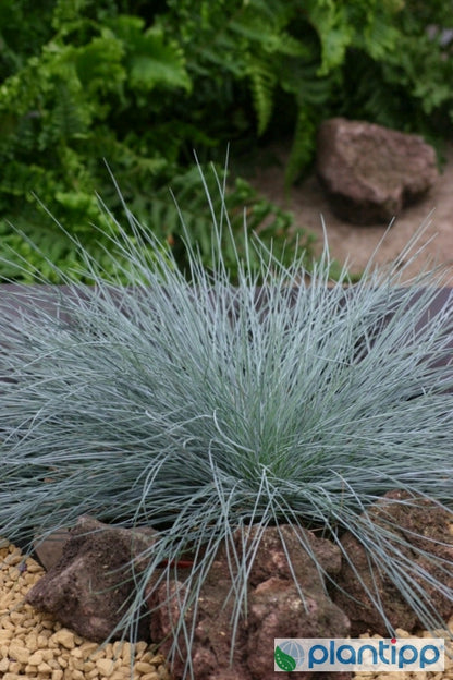 Schapengras (Festuca glauca) 'Intense Blue'