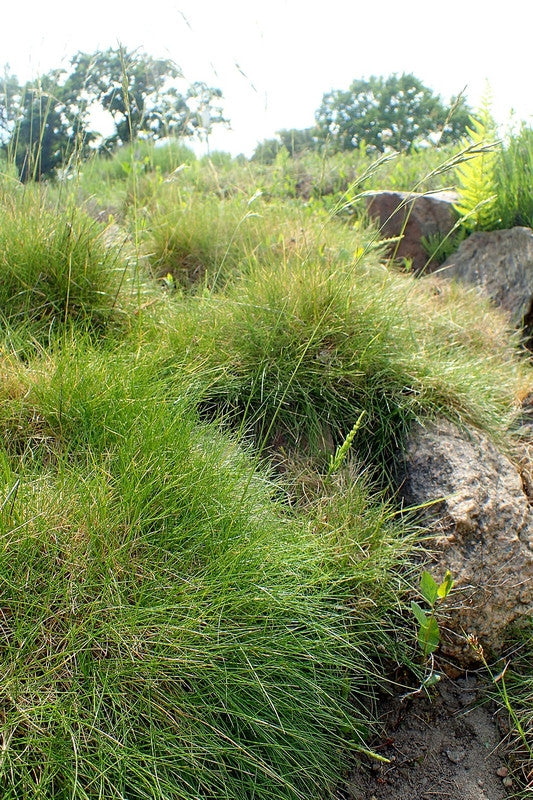 Berengras (Festuca gautieri)