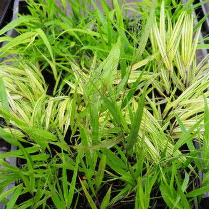 Japans schaduwgras (Hakonechloa macra)