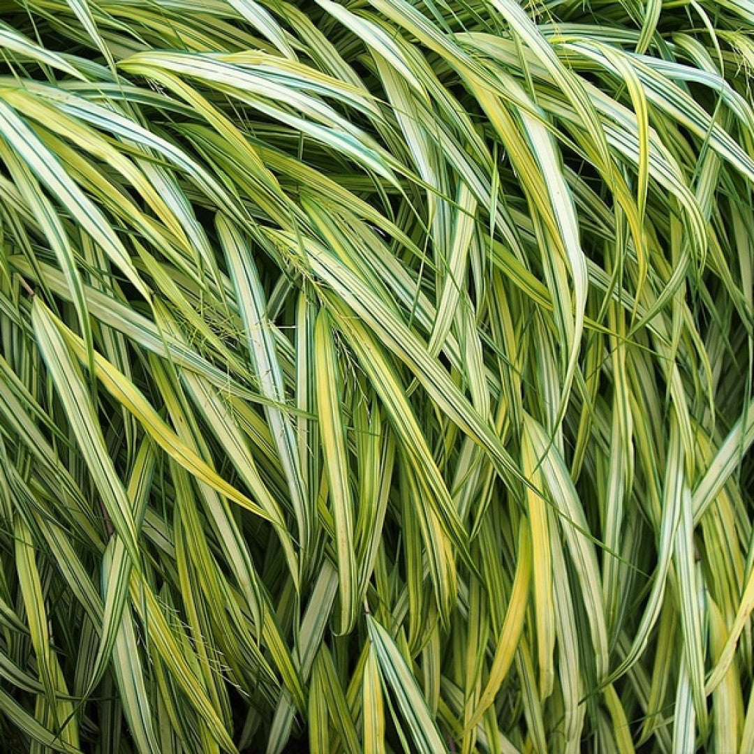 Japans schaduwgras (Hakonechloa macra) 'Aureola'