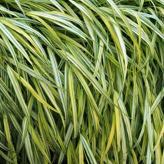 Japans schaduwgras (Hakonechloa macra) 'Aureola'