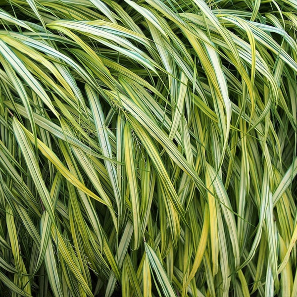 Japans schaduwgras (Hakonechloa macra) 'Aureola'