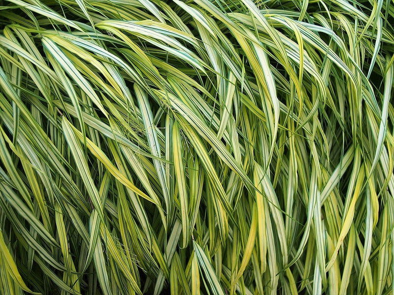 Japans schaduwgras (Hakonechloa macra) 'Aureola'