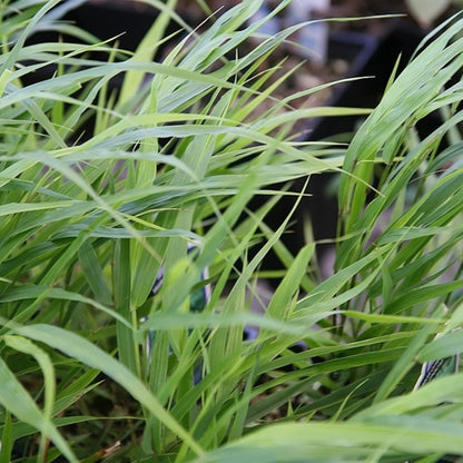 Japans schaduwgras (Hakonechloa macra)