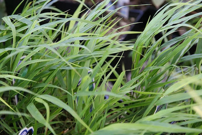 Japans schaduwgras (Hakonechloa macra)