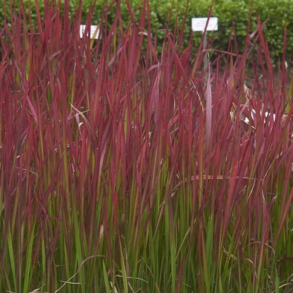 Japans bloedgras (Imperata cylindrica) 'Red Baron'