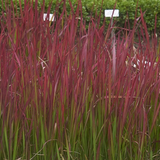 Japans bloedgras (Imperata cylindrica) 'Red Baron'