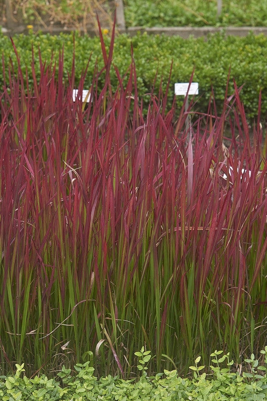 Japans bloedgras (Imperata cylindrica) 'Red Baron'