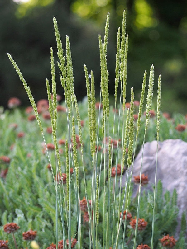 Blauw fakkelgras (Koeleria glauca)