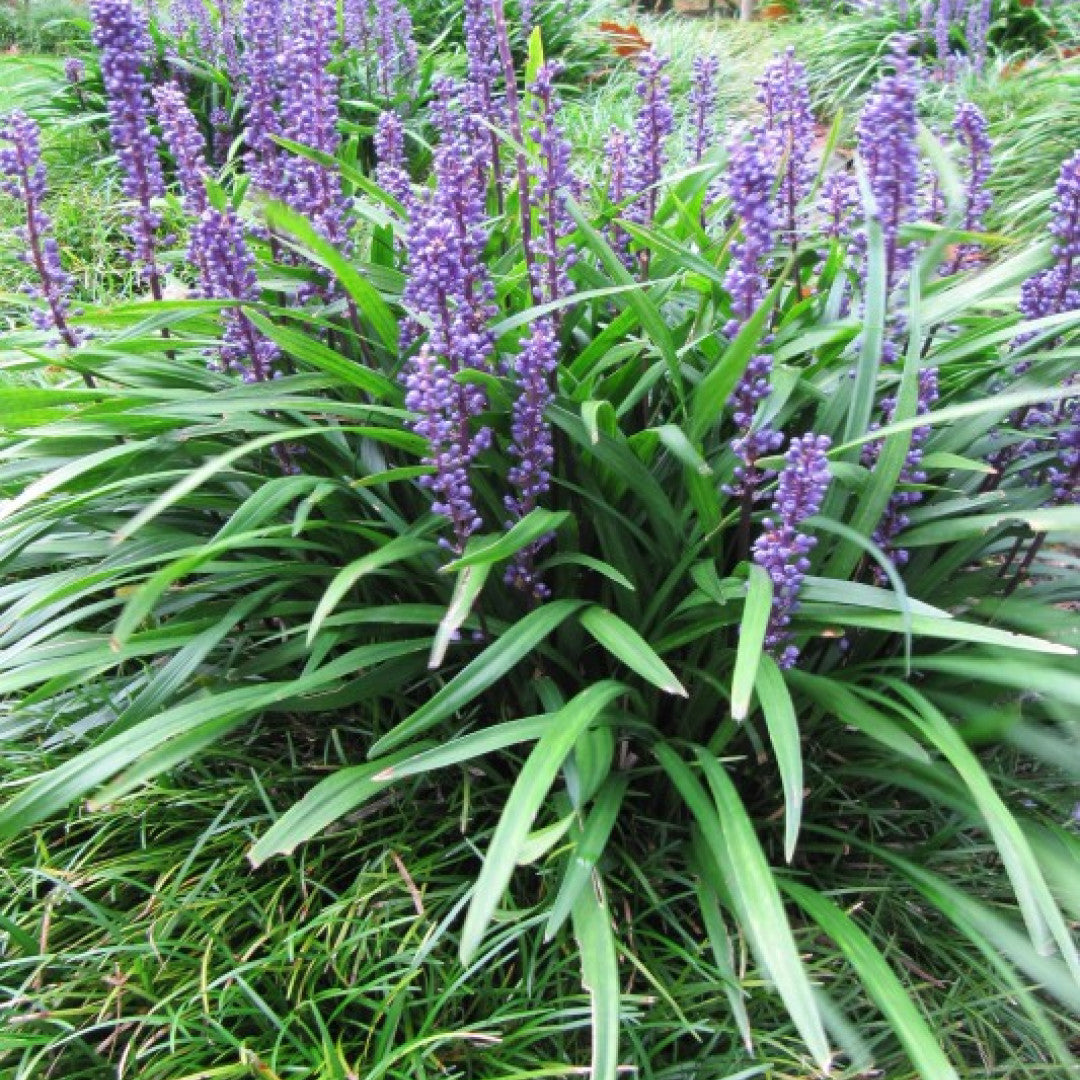 Leliegras (Liriope muscari) 'Big Blue'