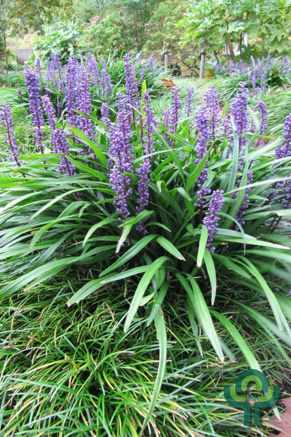 Leliegras (Liriope muscari) 'Big Blue'
