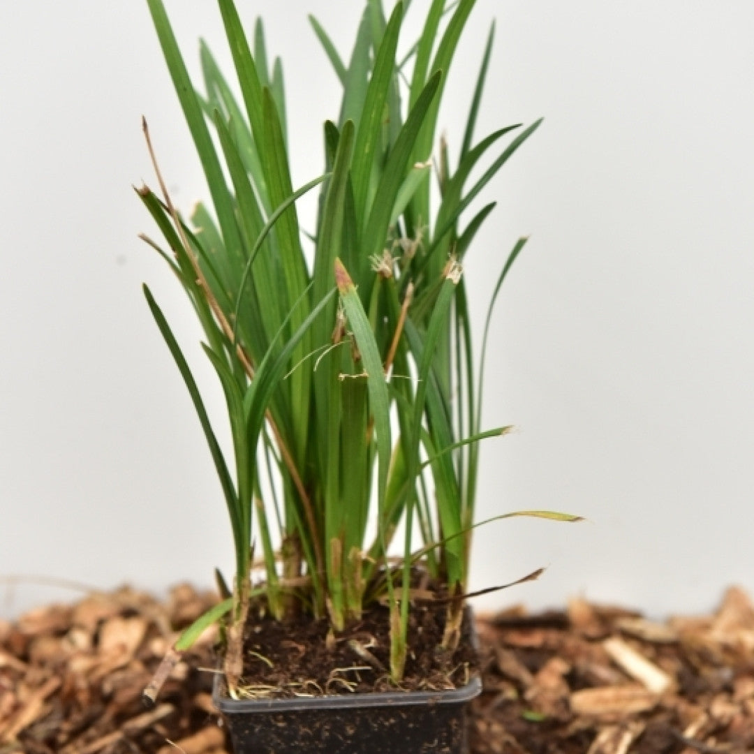 Leliegras (Liriope muscari) 'Big Blue'