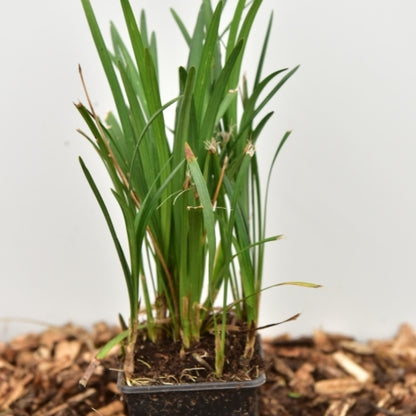 Leliegras (Liriope muscari) 'Big Blue'