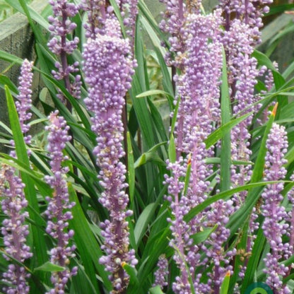 Leliegras (Liriope muscari) 'Ingwersen'