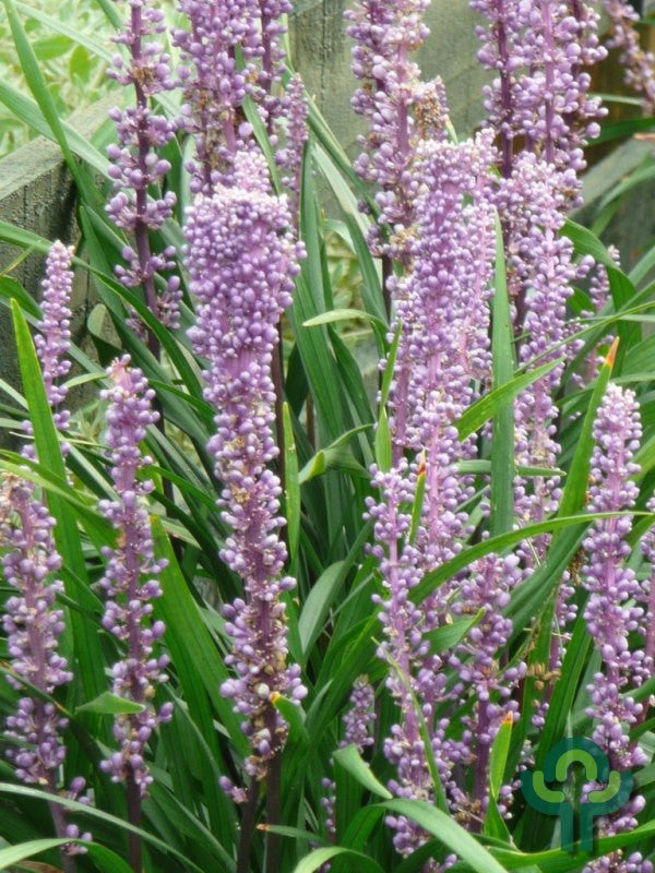 Leliegras (Liriope muscari) 'Ingwersen'