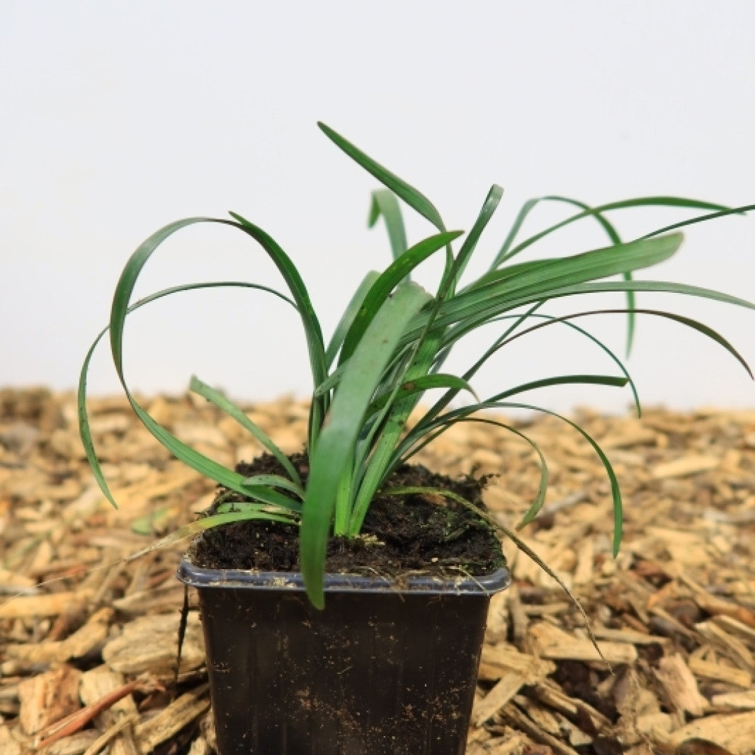 Leliegras (Liriope muscari) 'Ingwersen'