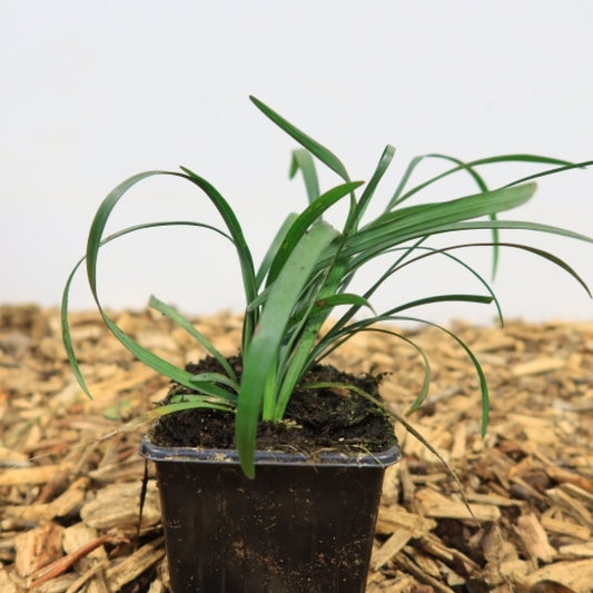 Leliegras (Liriope muscari) 'Ingwersen'