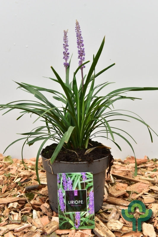 Leliegras (Liriope muscari) 'Moneymaker'