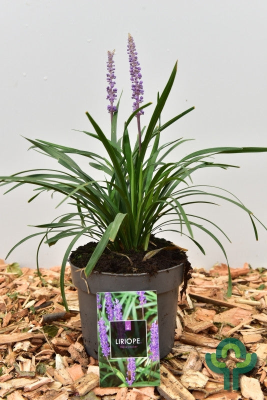 Leliegras (Liriope muscari) 'Moneymaker'