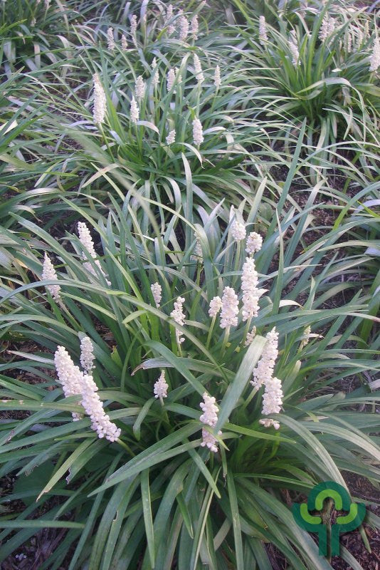 Leliegras (Liriope muscari) 'Monroe White'