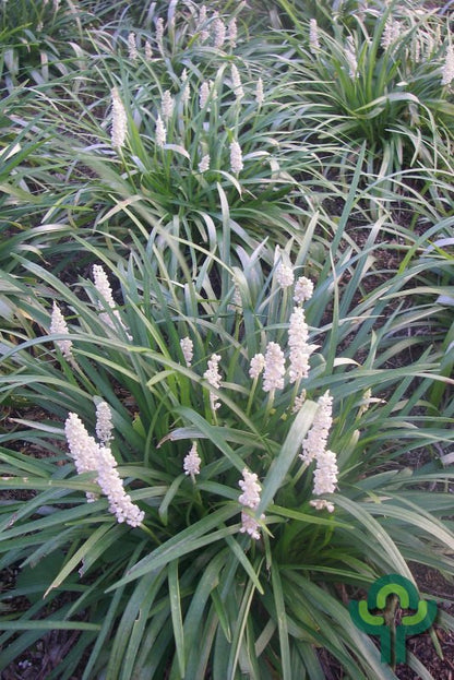 Leliegras (Liriope muscari) 'Monroe White'