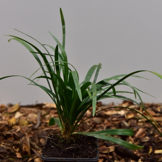 Leliegras (Liriope muscari) 'Monroe White'