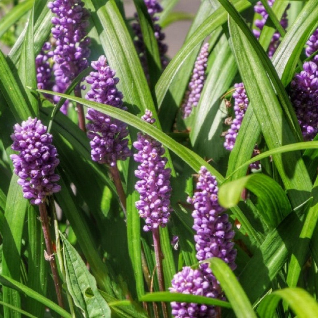 Leliegras (Liriope muscari) 'Royal Purple'