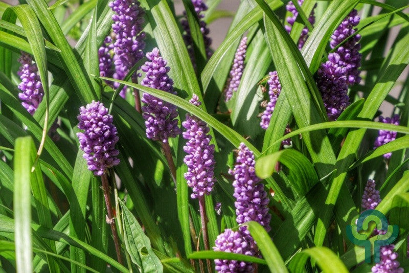 Leliegras (Liriope muscari) 'Royal Purple'