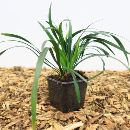 Leliegras (Liriope muscari) 'Royal Purple'