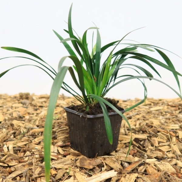 Leliegras (Liriope muscari) 'Royal Purple'