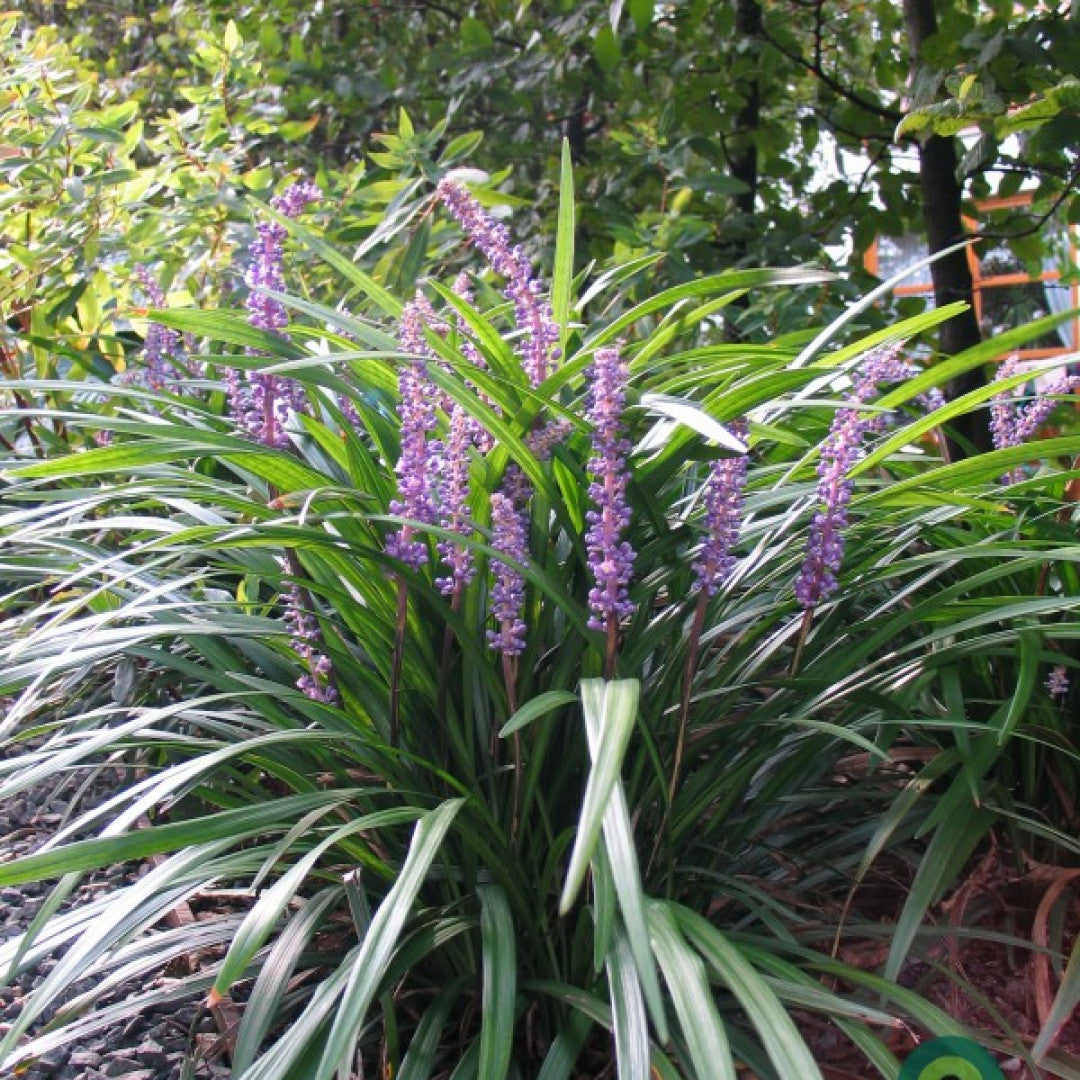 Leliegras (Liriope muscari)