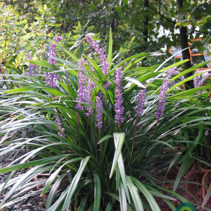 Leliegras (Liriope muscari)