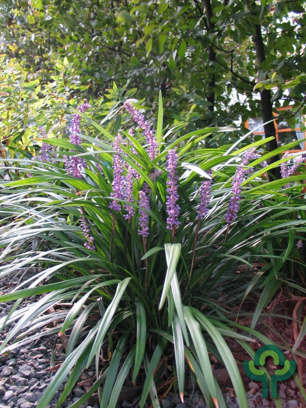 Leliegras (Liriope muscari)