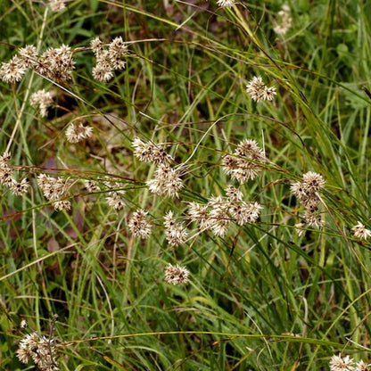 Veldbies (Luzula nivea)
