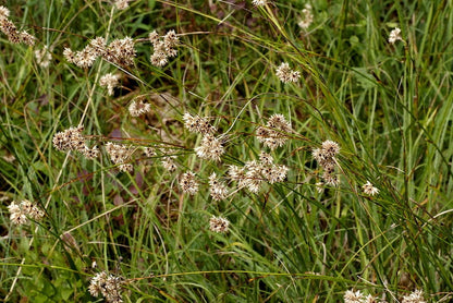 Veldbies (Luzula nivea)