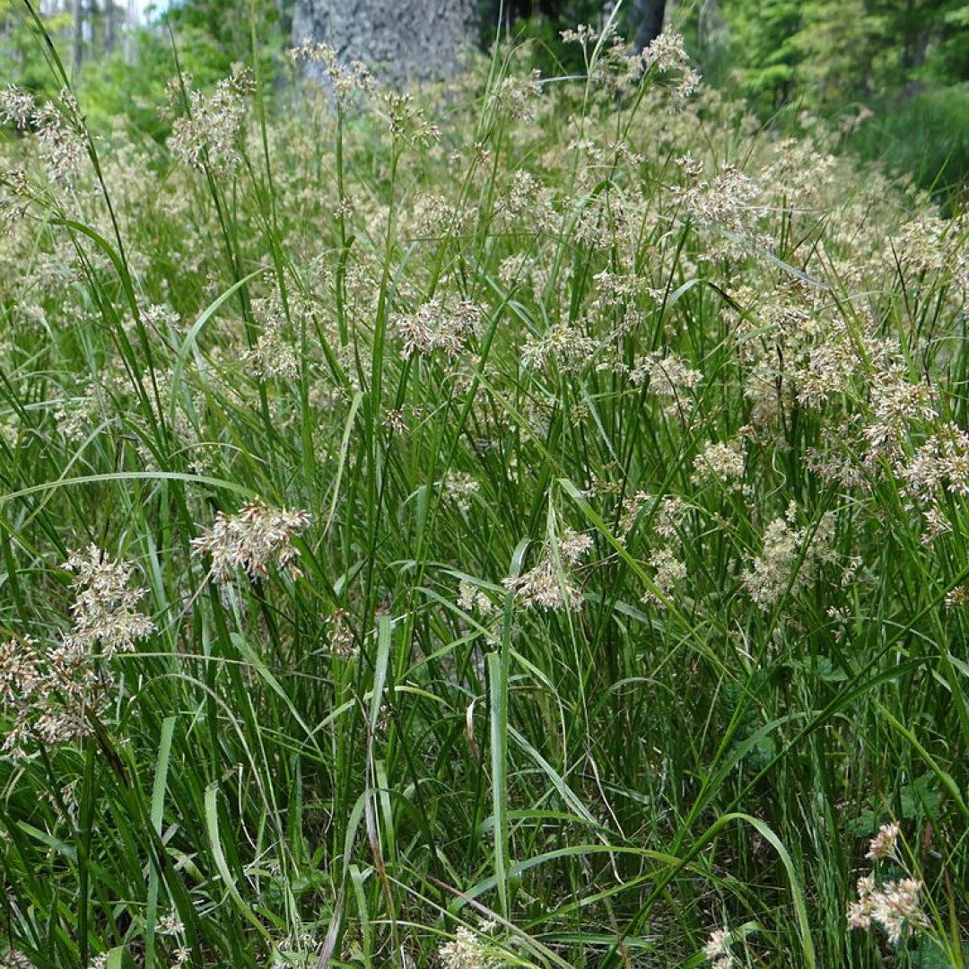 Grote veldbies (Luzula sylvatica)