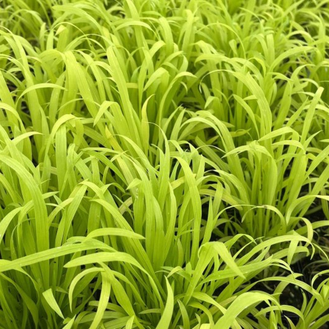 Bosgierst (Milium effusum) 'Aureum'