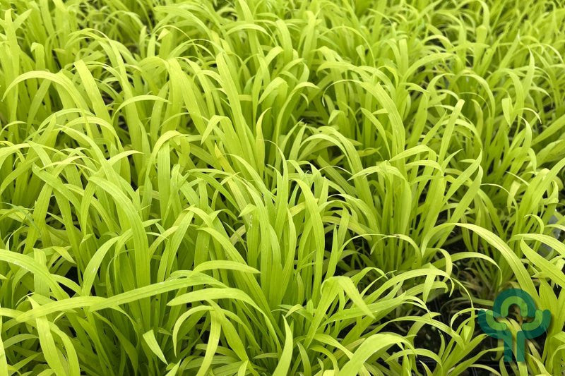 Bosgierst (Milium effusum) 'Aureum'
