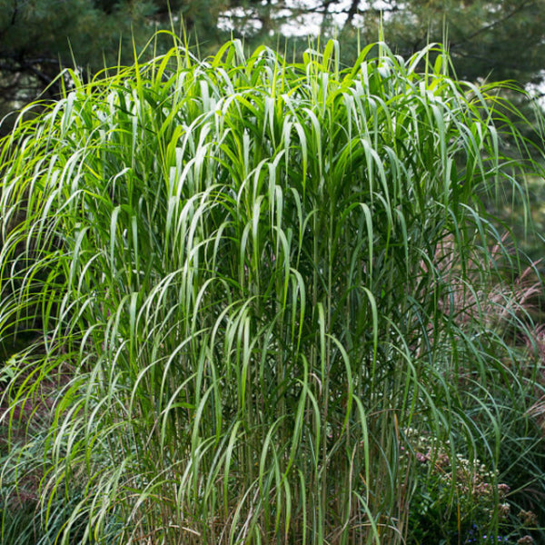 Prachtgras (Miscanthus giganteus)